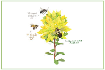 Illustration of the bees found at FIT