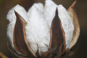 cotton boll