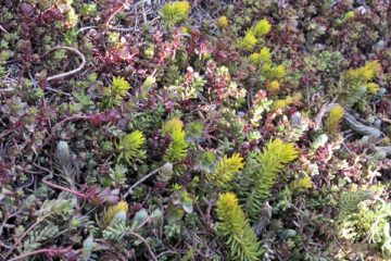 FIT's green roof