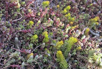 FIT's green roof