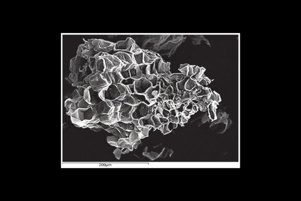 microscoping photo of a cork particle